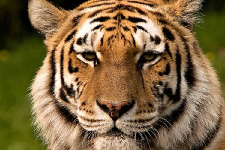 
	Tigre &eacute; morto em zool&oacute;gico na Alemanha depois de ataque fatal que matou sua treinadora
 (S. Taheri/Wikimedia Commons)