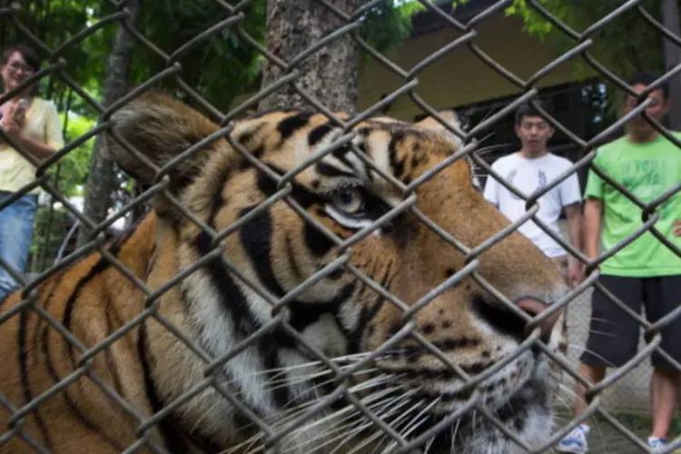 Tigre: WWF pretende para dobrar o número de tigres em liberdade até o ano 2022 (Getty Images)