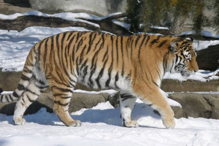 
	Tigre do zool&oacute;gico de Detroit: hoje, alguns dos zool&oacute;gicos mais antigos e bem-sucedidos do pa&iacute;s operam como parcerias p&uacute;blico-privadas, gerando bilh&otilde;es de d&oacute;lares em atividade econ&ocirc;mica
 (Wikimedia Commons)