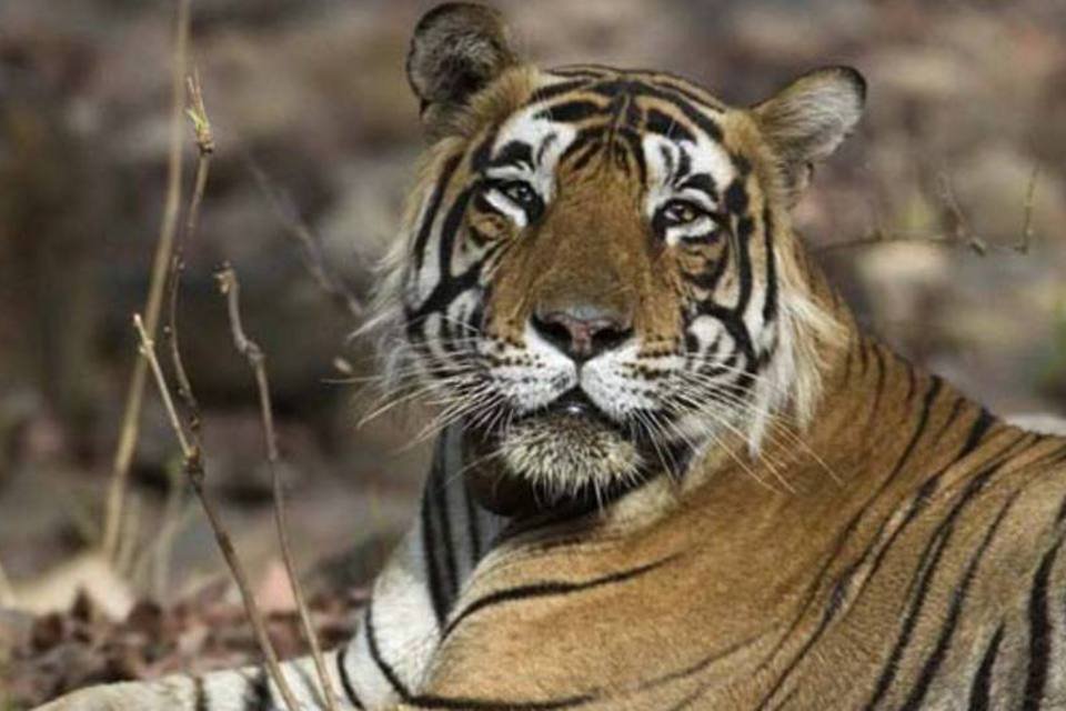 
	Tigres lideram a lista de animais em risco de extin&ccedil;&atilde;o: Cooper disse que muitos dos objetivos fixados para 2020 economizariam bilh&otilde;es de d&oacute;lares por ano
 (Creative Commons/Koshyk/EXAME.com)