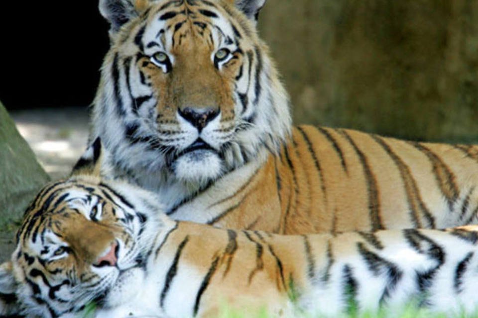 Cúpula reúne 13 países para salvar o tigre da extinção