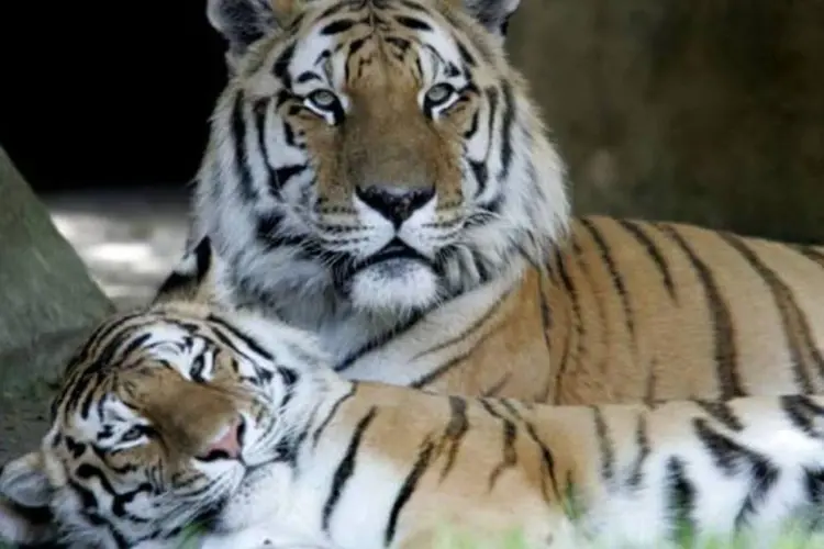 Tigres no zoológico de São Francisco, nos EUA (Justin Sullivan/Getty Images)