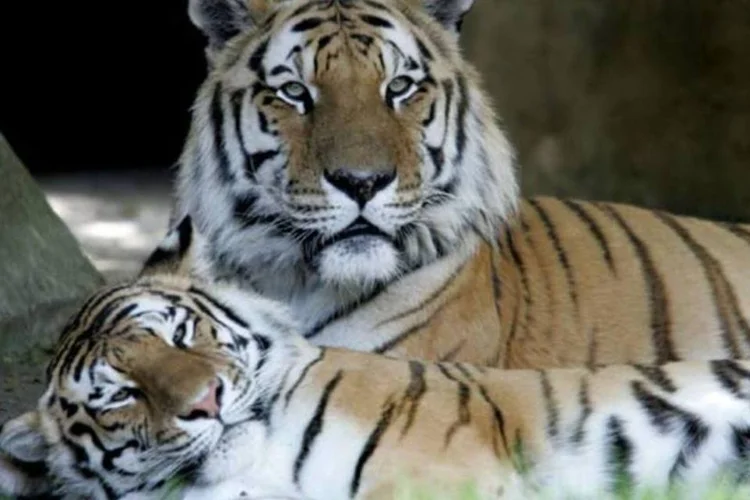 Tigres nos EUA: Segundo a WWF, número de grandes felinos caiu 97% no último século (Justin Sullivan/Getty Images)