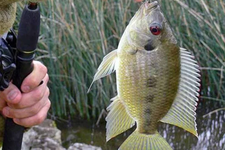 Trazida para cá na década de 70, a tilápia é o peixe mais produzido pela aquicultura brasileira  (Wikimedia Commons)