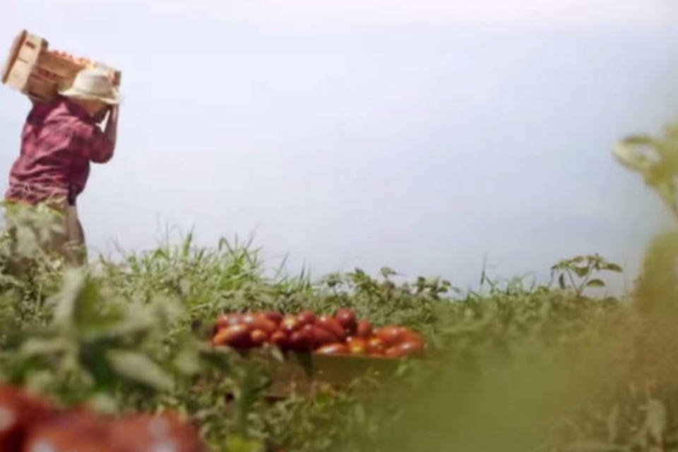 Hellmann's abre sua fazenda de tomates para visitas online