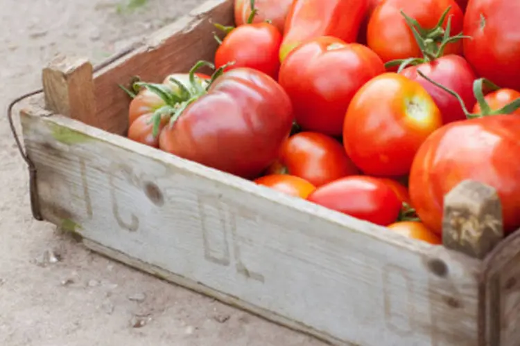 
	Tomates: tomateiro foi escolhido por ser uma planta-modelo em gen&eacute;tica
 (Getty Images)
