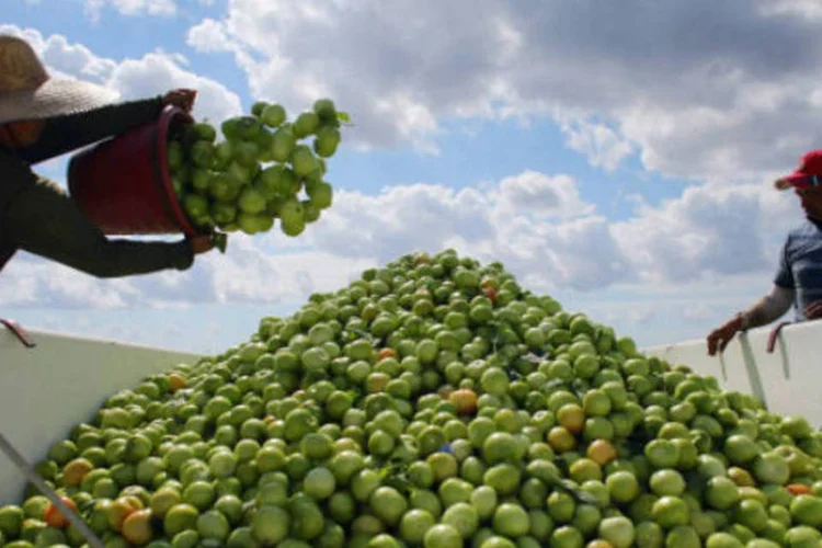 Tomate: com o quilo do produto sendo vendido nas últimas semanas por cerca de R$ 8 em Foz do Iguaçu, muitos moradores da região têm apelado para o contrabando.  (Joe Raedle/Getty Images)