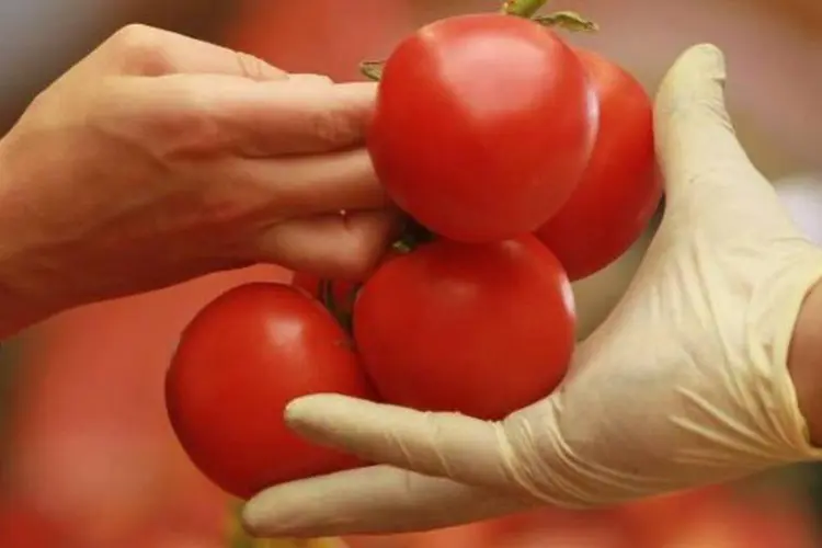 
	Com pre&ccedil;os em queda ao produtor e no atacado, pesquisadores do Cepea/Esalq avaliam que o tomate, apontado como um dos vil&otilde;es recentes da infla&ccedil;&atilde;o, fique mais barato tamb&eacute;m ao consumidor
 (Sean Gallup/Getty Images)