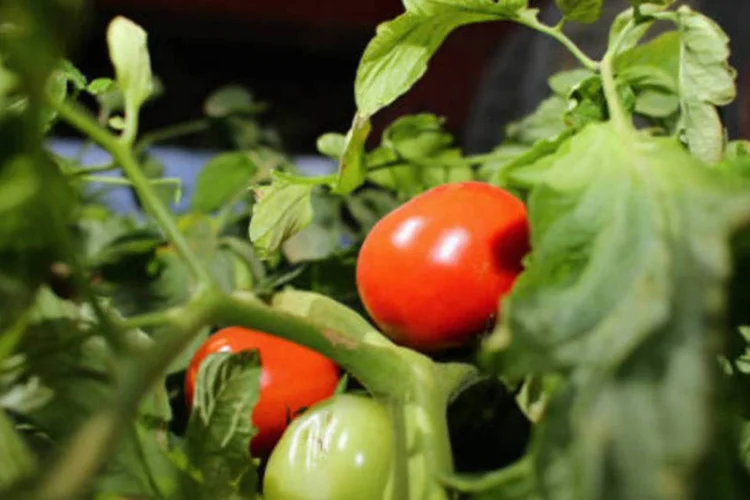 Tomate: tradicional cantina paulistana Nello's anunciou no Facebook que passaria a banir o item do cardápio enquanto os preços não voltarem ao normal. (Joe Raedle/Getty Images)