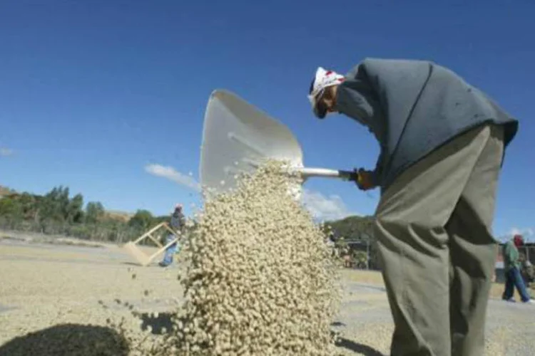 
	Caf&eacute;: empresa estimou a safra de ar&aacute;bica entre 32,5 milh&otilde;es a 33,5 milh&otilde;es de sacas
 (Miguel Alvarez/AFP)