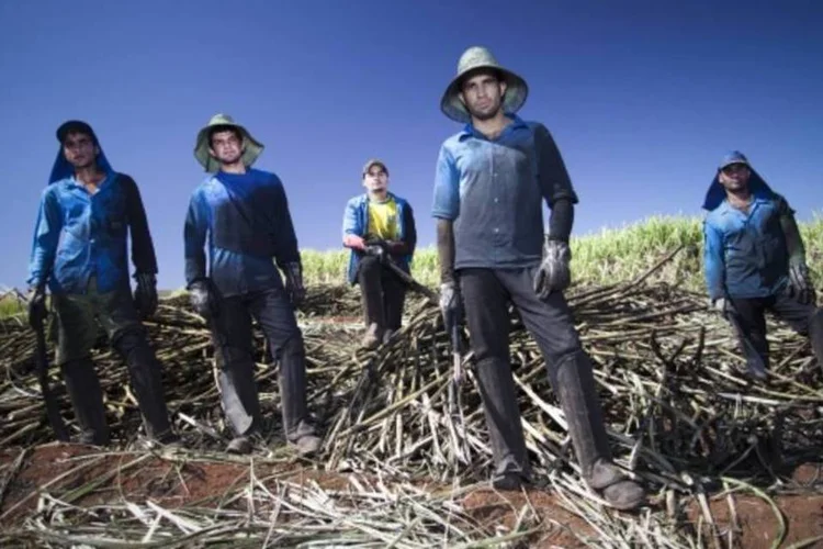 A maioria dos casos de escravidão contemporânea é encontrada no meio rural como em canaviais, fazendas e madeireiras (Daniela Toviansky/EXAME)