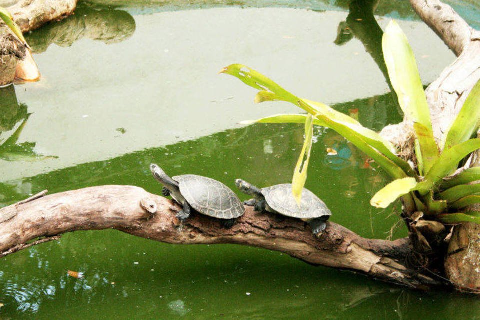 PF cumpre mandados contra suspeitos de traficar tartarugas