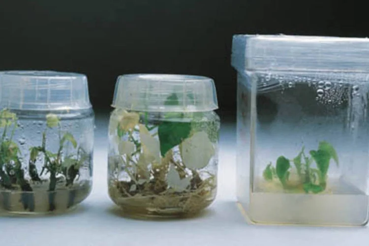 Mudas de soja, feijão e mamão transgênicos, desenvolvidos no Centro de Pesquisas de Recursos Genéticos e Biotecnologia da Embrapa (.)
