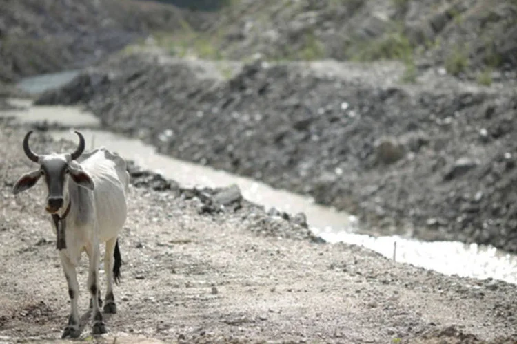 Vaca caminha entre um dos canais sendo construído para o projeto de transposição do rio São Francisco (Ueslei Marcelino/Reuters)