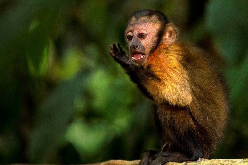 Diversidade da floresta ganha destaque em "Amazônia"