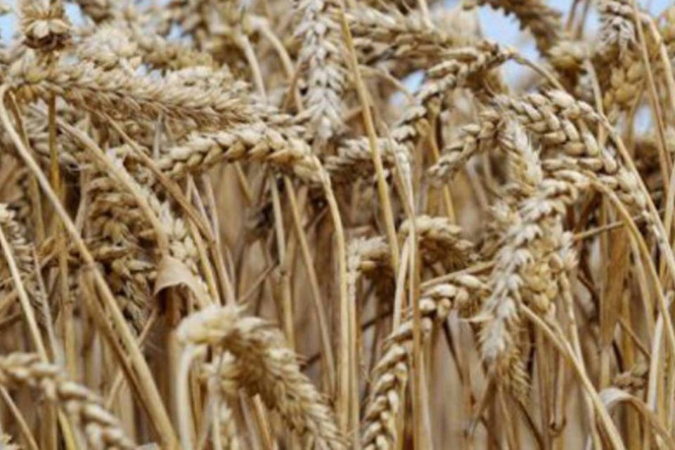 Setor de trigo do Brasil terá aperto e custo alto em 2013