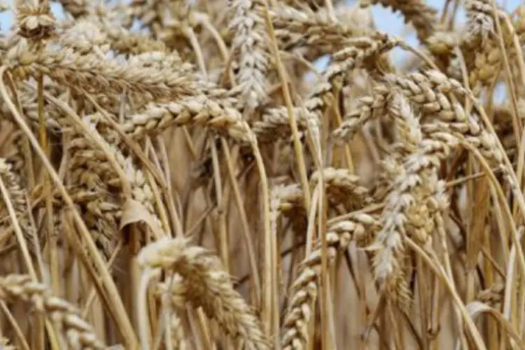 Alta do trigo faz com que produtores substituam a produção de outros alimentos pelo cereal (Mychele Daniau/AFP)