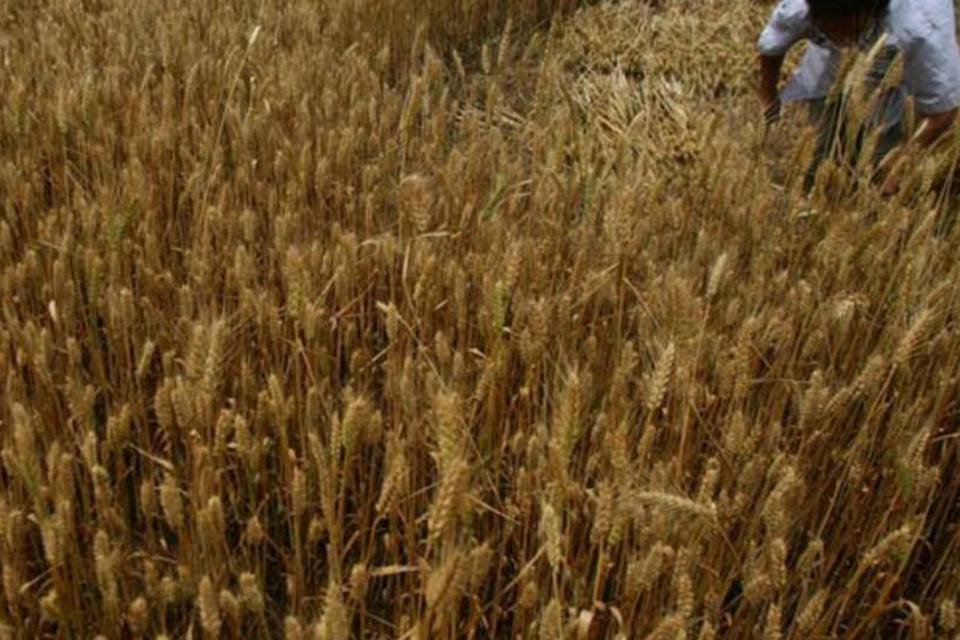 Governo russo descarta proibir exportação de grãos