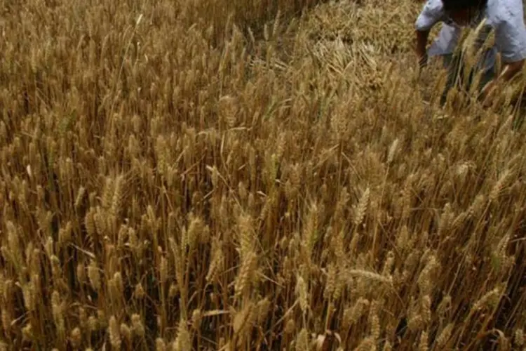Colheita de trigo na China: a proporção de pobres entre a população rural chinesa baixou de 10,2% em 2000 para 2,8% em 2010 (Getty Images)