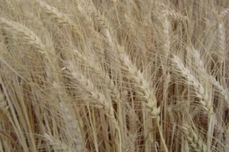 Portaria deve evitar que qualidades distintas de trigo se misturem nos armazéns (.)