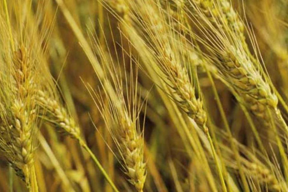 EUA declaram calamidade na região do trigo por seca