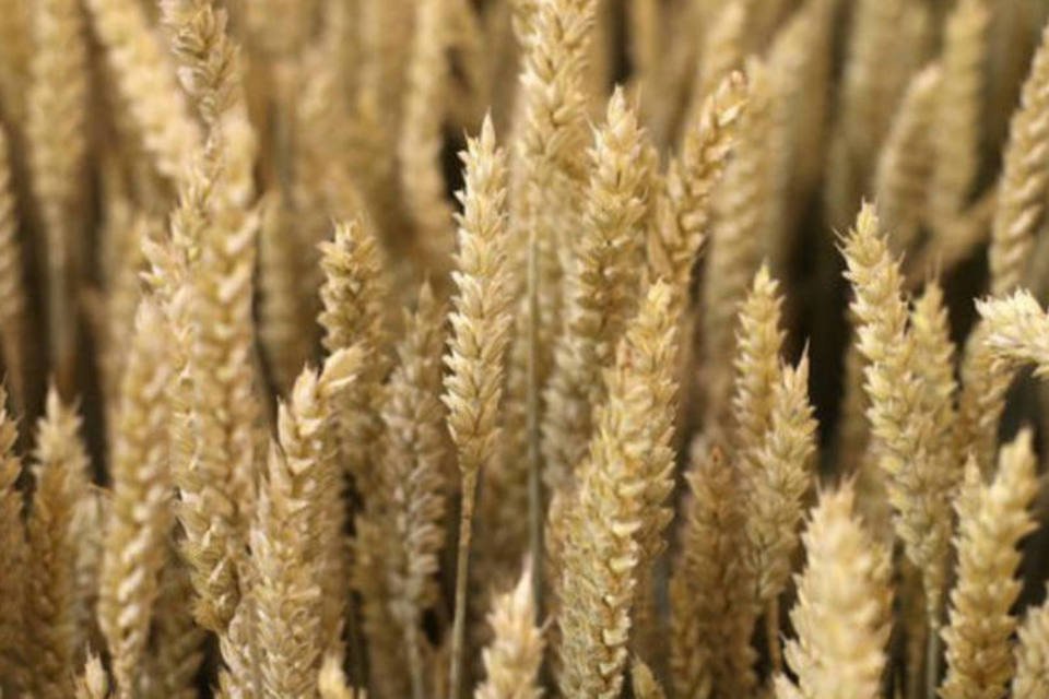 Strategie Grains eleva estimativa de exportação de trigo