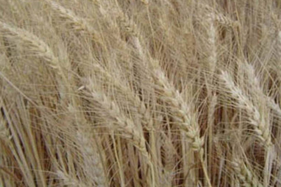 Alta do trigo gera temor sobre meta britânica com etanol