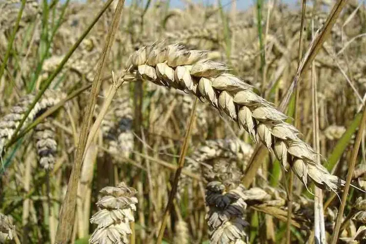 
	Planta&ccedil;&atilde;o de trigo: a &aacute;rea estimada, no entanto, difere bastante da previs&atilde;o divulgada tamb&eacute;m nesta quinta-feira pela Bolsa de Cereais de Buenos Aires
 (Wikimedia Commons)