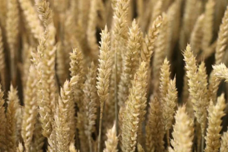 
	Os ministros de Agricultura aprovaram o princ&iacute;pio de subordinar cerca de 30% da ajuda direta recebida pelos agricultores a certas medidas verdes
 (AFP / Thomas Samson)