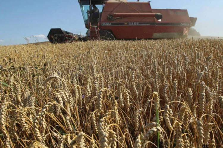 Fazendeiro realiza a coleita do trigo com uma máquina agrícola em uma fazenda próxima de Selbitz, na Alemanha (Sean Gallup/Getty Images)