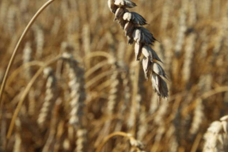 Safra de trigo crescerá para 5,56 mi de ton, prevê Conab