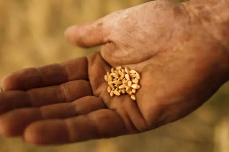 
	Variedade geneticamente modificada de trigo de invermo, que nunca foi aprovada para a venda nos EUA ou para consumo, foi encontrada em fase de germina&ccedil;&atilde;o em uma fazenda no Oregon
 (Tim Wimborne/Reuters)