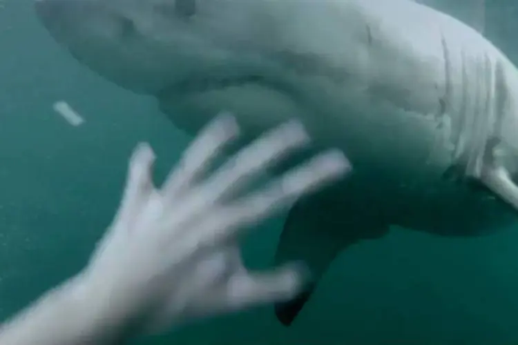 Tubarão branco: homem registra o enorme animal marinho nadando a poucos metros de distância (Reprodução/YouTube)