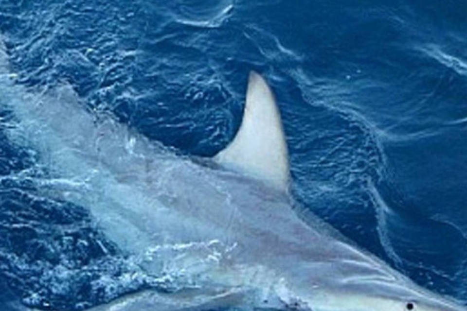 Espécie de tubarão híbrido é encontrada em águas da Austrália