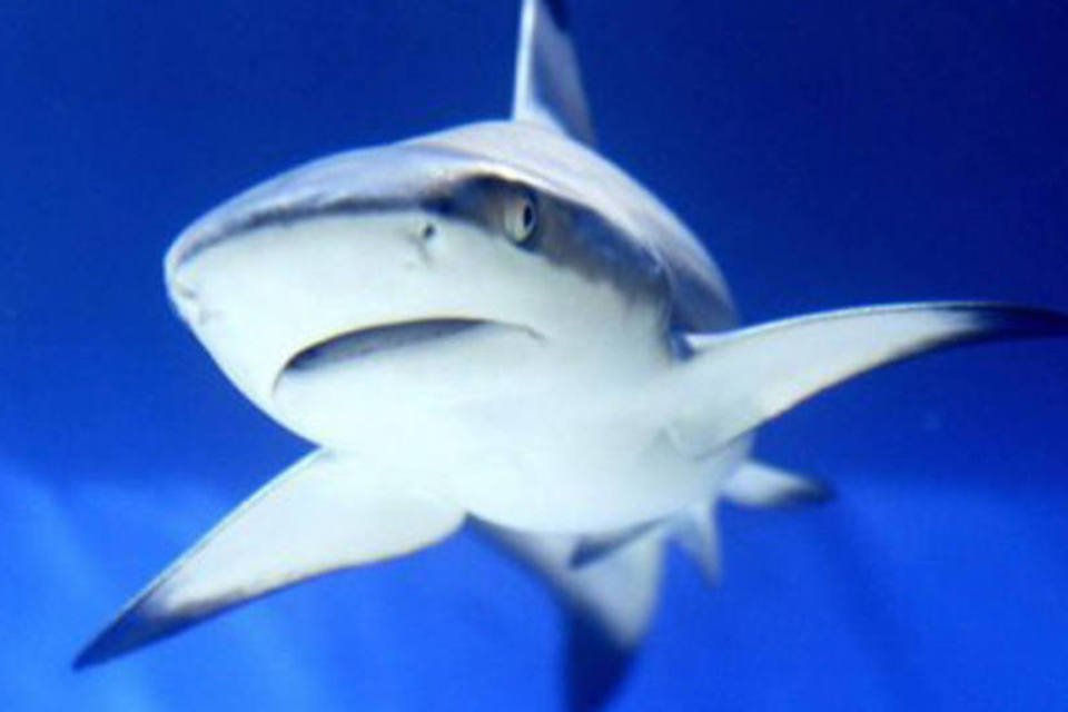 Conhecer cérebro de tubarões permite criar meio de repeli-lo