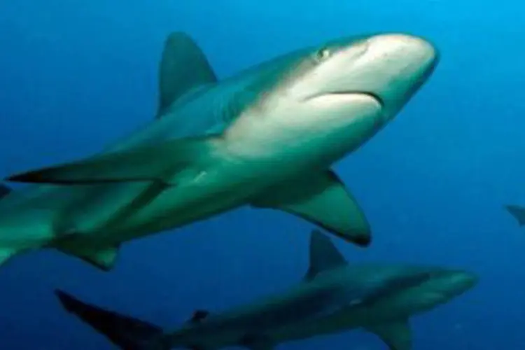 Tubarões: As autoridades da Austrália Ocidental autorizaram o sacrifício de qualquer tubarão que medir mais de quatro metros (James Watt/AFP)