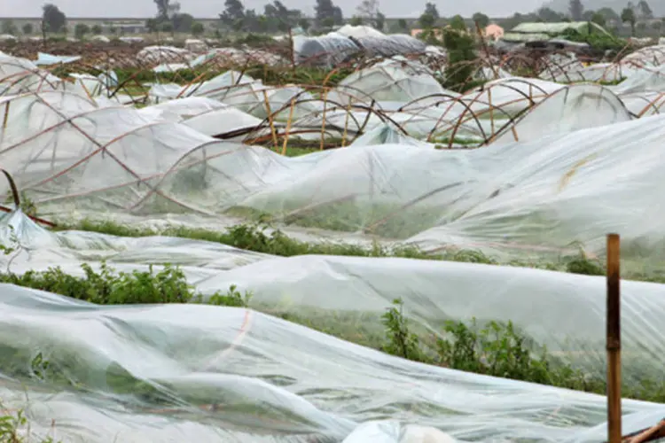 "Haikui" passa por plantação de melancias: tufão atinge com intensidade área rural chinesa (ChinaFotoPress/Getty Images)