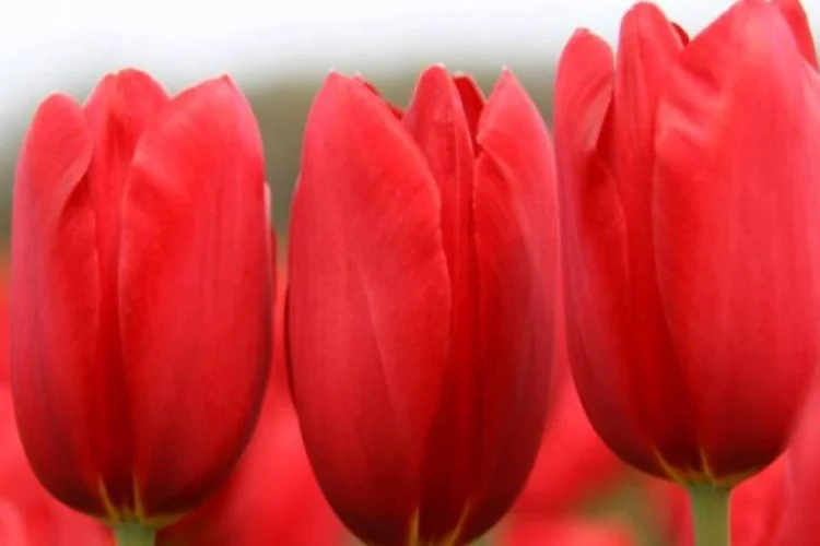 As plantas devem ser regadas em média a cada dois ou três dias, porém com pouca água e sem encharcar o substrato (Stock.XCHNG/EXAME.com)