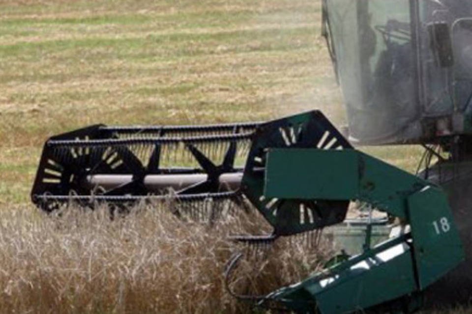 Ucrânia vai reduzir exportação de cereais por onda de calor