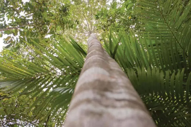 
	A tend&ecirc;ncia se alinha com o Dia Mundial do Meio Ambiente, que tem como tema o consumo sustent&aacute;vel
 (Divulgação / Natura)