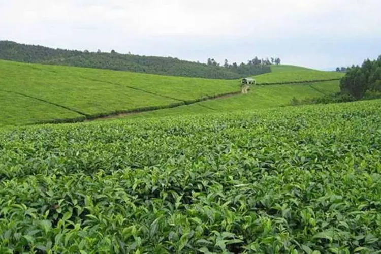
	Planta&ccedil;&atilde;o de ch&aacute; em Uganda: impactos previstos s&atilde;o danos nas infraestruturas, o isolamento de comunidades, danos nos cultivos e perdas nas colheitas
 (Wikimedia Commons)