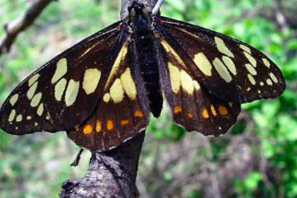 Borboleta mexicana pré-histórica corre risco de extinção