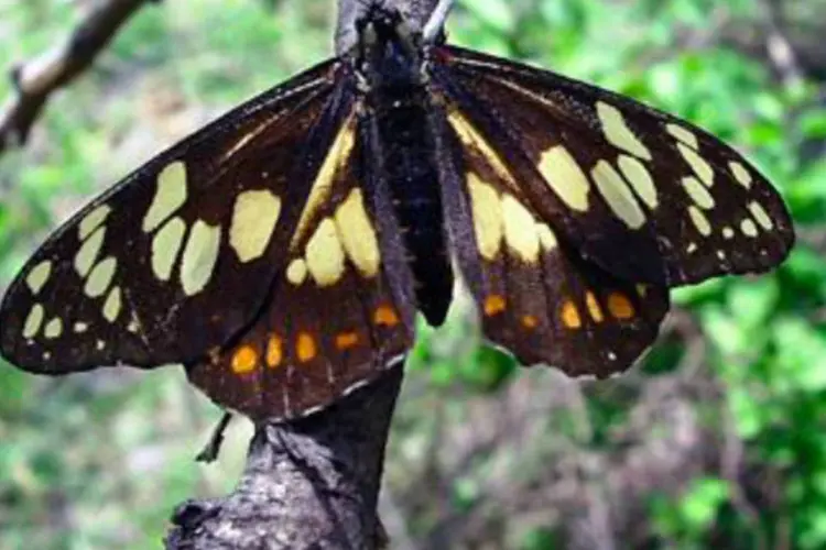 "Baronia brevicornis": a borboleta, uma "Papilionidae" marrom com toques amarelos e alaranjados que pode ser encontrada apenas na Serra de Huautla, está sob ameaça de extinção (AFP)