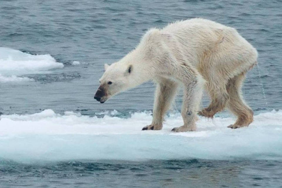 Fotógrafa faz foto comovente de urso polar em "pele e osso"