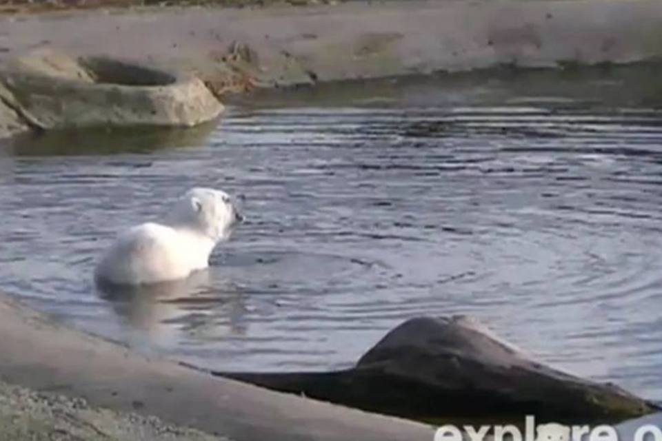 Rotina de urso polar é transmitida na web