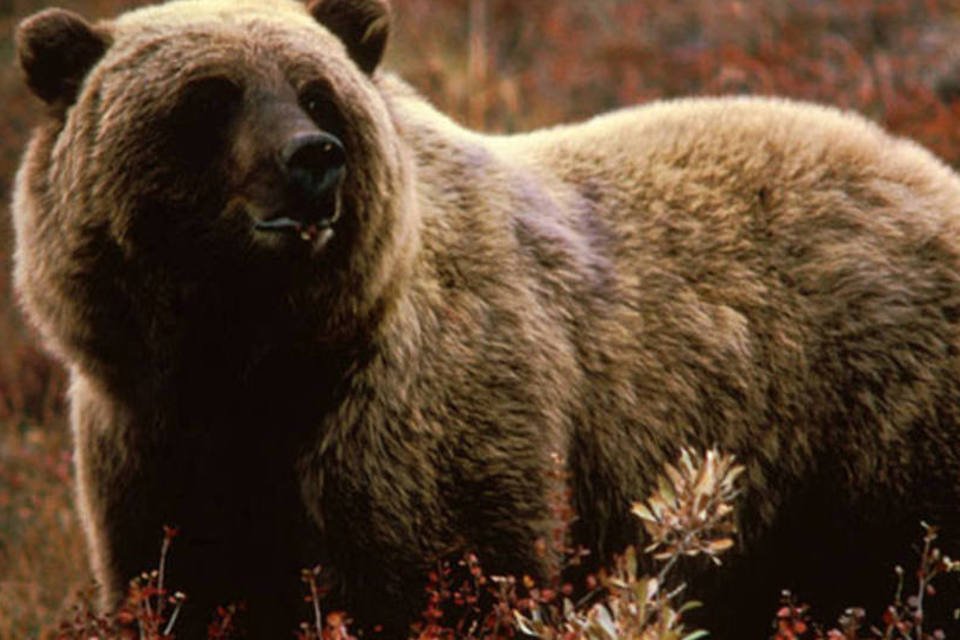 Eslovênia indenizará homem atacado por urso em 253 mil euros