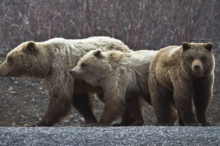 
	O urso cinzento &eacute; uma subesp&eacute;cie do urso que pode chegar a pesar 550 quilos e medir, erguido em duas patas, at&eacute; 2,40 metros
 (Wikimedia Commons/ Denali National Park and Preserve)