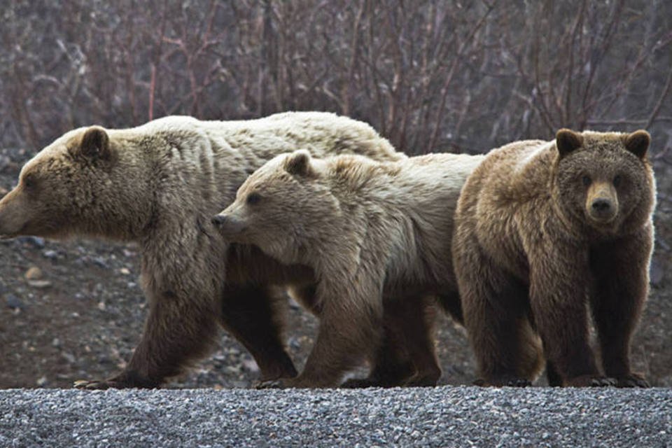 Ursa que atacou e matou turista em Yellowstone é sacrificada