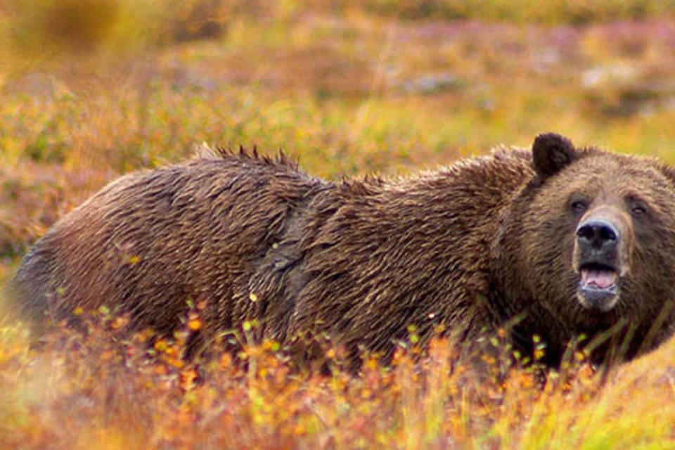 5 péssimos pais e mães do mundo animal