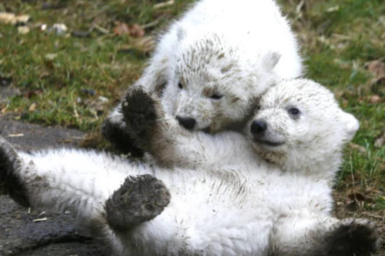
	Ao buscar por &quot;animais fofos&quot;, o usu&aacute;rio tem como resultado o que parece ser um v&iacute;deo de ursos polares se abra&ccedil;ando
 (REUTERS/Michael Dalder)